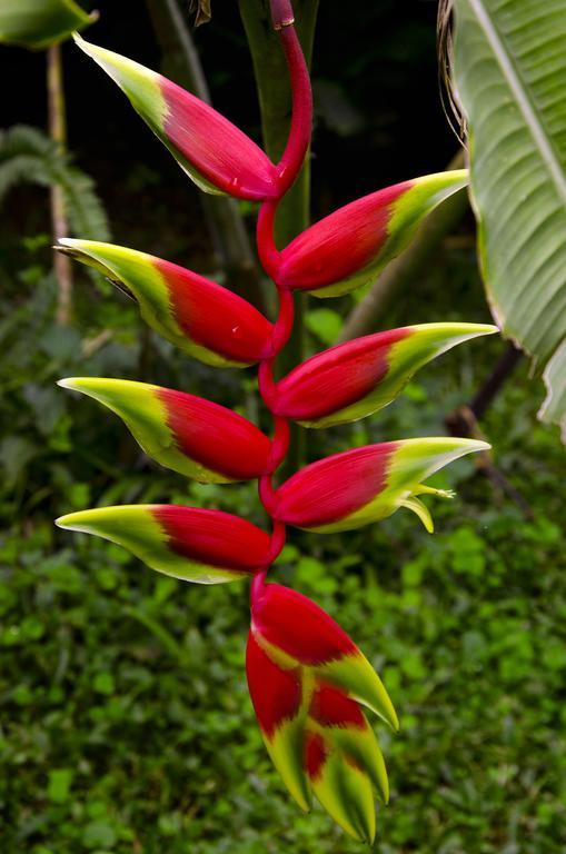 Pousada Das Araucarias Hotel Visconde De Mauá Buitenkant foto