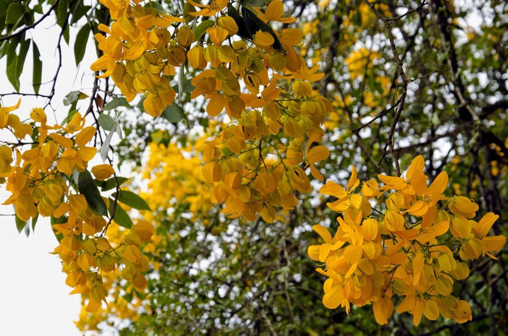 Pousada Das Araucarias Hotel Visconde De Mauá Buitenkant foto